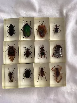 Vintage Lucite Insect Specimen Lot Of 12 Display Educational • $49