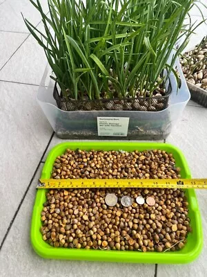 Elephant Garlic Seeds For Planting (50 Seeds) • $8