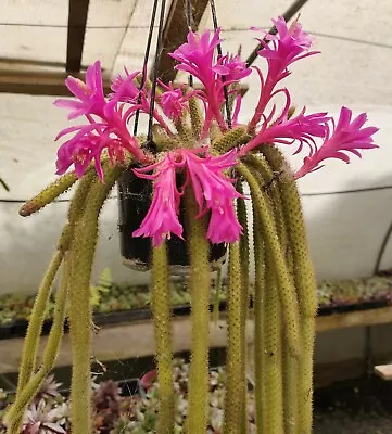 APOROCACTUS FLAGELLIFORMIS  Rat Tail Cactus  Pink Hanging Basket Cactus Plant • $50