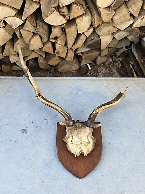 Pair Of Vintage Fallow Deer Antlers • £42