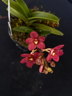 $55 • Buy Select Barrita Orchids Sarcochilus INDP/143