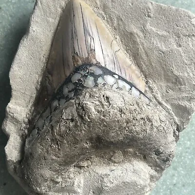 5 INCH REAL MEGALODON SHARK TOOTH BIG FOSSIL GIANT GENUINE Opal In Root DISPLAY • $150