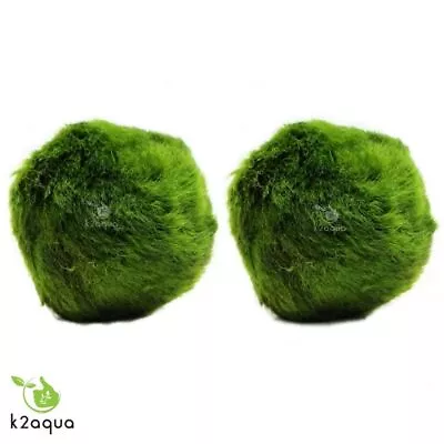 2 GIANT Japanese Marimo Moss Balls 5cm Live Aquarium Plant Shrimp Fish Tank Java • £6.99