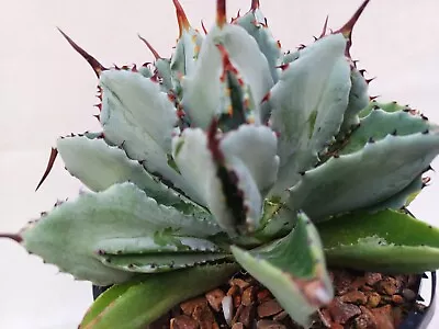 AGAVE 'Cubic' -  Small Grower With Very Unusual Leaf Form  • $40