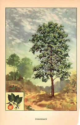 1926 Vintage TREES  PERSIMMON  GORGEOUS COLOR Art Print Lithograph • $3.20