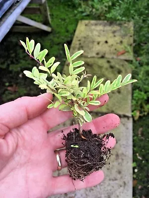 £10 • Buy 10 X Lonicera Nitida Lemon Beauty Hedge Shrub XL PLUG Plants Peat Free Evergreen