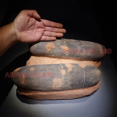 £2999 • Buy Pair OVIRAPTOR RAPTOR Velociraptor Dinosaur Egg Fossil Theropod JURASSIC WORLD V