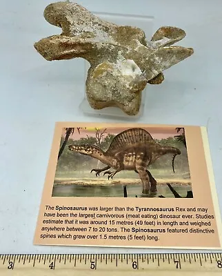 Spinosaurus Cervical Vertebra Dinosaur F0SSIL Before T Rex Cretaceous Z6 • £312.69