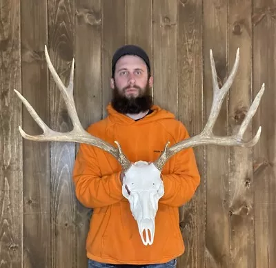 Dark Perfect 5x5 Mule Deer Antler Horn Fake Skull Mount Taxidermy Rack Man Cave • $129.99