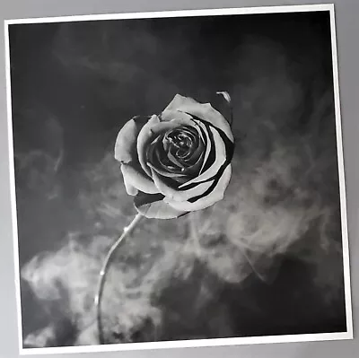 Robert Mapplethorpe Art Print Vintage Flower Photography Rose Flower Artwork • $22