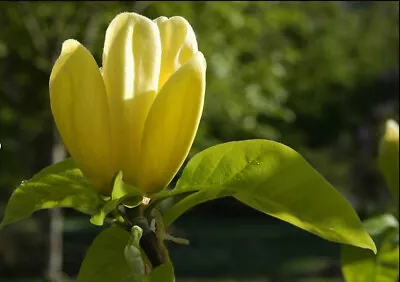 Large 5.5ft-6ft Inc. Pot YELLOW Magnolia - Magnolia Daphne - 9litre • £69.99