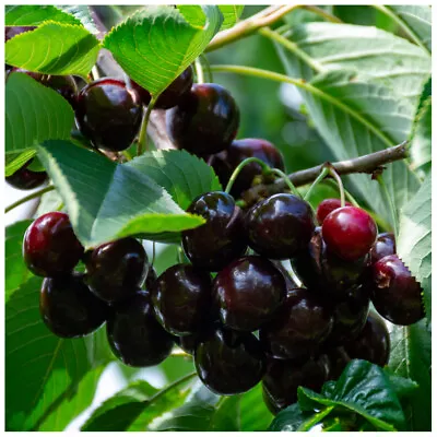 Sunburst Cherry Tree 4-5ft Self-Fertile With Big Dark Cherries • £24.99