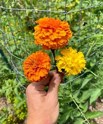 1000+/ 4 Grams French Marigold Seeds Fresh Fall 2023 Harvest Orange Yellow Hardy • $7.99