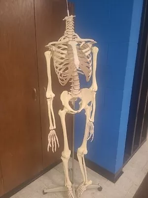 Life-size Skeleton Model Medical School Human Anatomy  W/Rolling Stand • $74.99