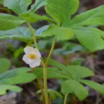 Mayapple - American Mandrake Perennial Bare Root Live Garden Plant • $10.95