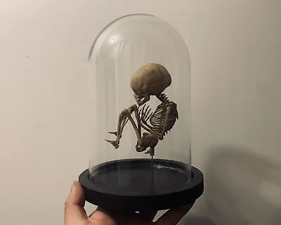 Cabinet Of Curiosities Oddities Skeleton Of Foetus Resin Under / Below Bell • £118.33