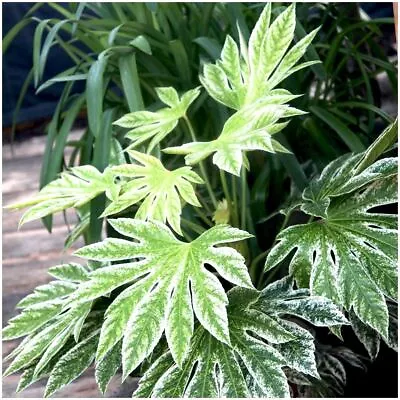 Fatsia Japonica Japanese Aralia 'Spider's Web' | Evergreen Shrub | Pot Plant • £10.99