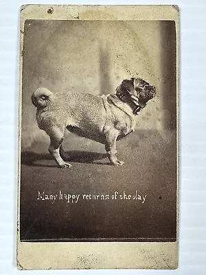 Antique Cdv Harry Pointer “the Brighton Cats” Photo Animal Dog Brighton 1877 • $59.99