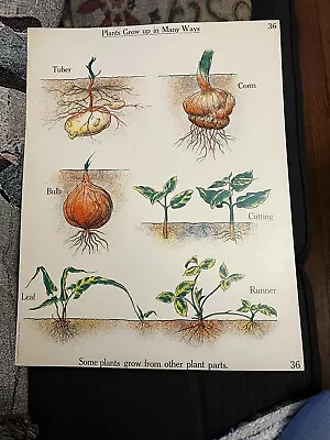 VINTAGE A.J. Nystrom Elementary Science Chart Plant Growth Chart 24 X18.5 • $45