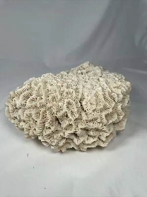 Natural Ocean Brain Coral Almost 4 Lb - Aquarium Or Decor • $55