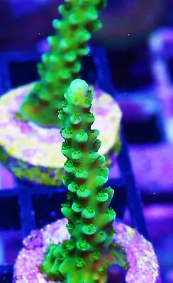 Bali Green Slimer Acropora Zoanthids Paly Zoa SPS LPS Corals WYSIWYG • $4.99