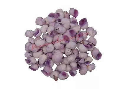 Cebu Violet Natural Shells - Seashells Beach Shells Wedding Display Craft UK • £2.75