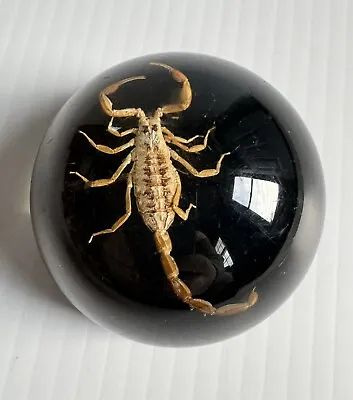 Vintage Desert Scorpian In Lucite Dome 2.5”Paperweight Black Background • $9.95