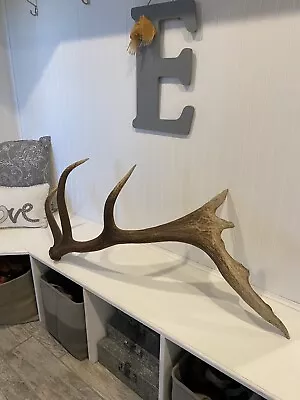 Unique Elk Shed ~ Antler ~ Decor • $242