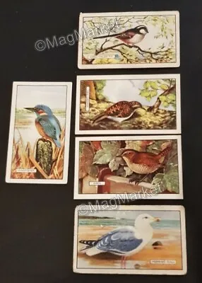 Gallaher · British Birds · 1937 · 5 Cards · Cigarette Cards • £1.50