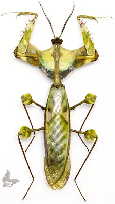 Idolomantis Diabolica-Male GIANT UNMOUNTEDantennae Broken • $29