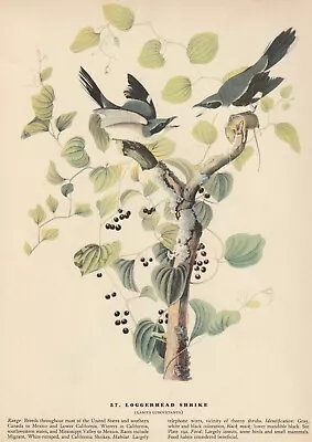 1942 Audubon Art Print 57 Loggerhead Shrike. Vintage Bird Illustration. • $9.49