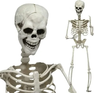 3/5.6ft  Halloween Skull Skeleton Poseable Human Full Life Size Prop Party Decor • $47.99