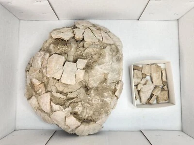 $187.49 • Buy Unprepped /Unprepared White River Stylemys Turtle Project - Brule Formation