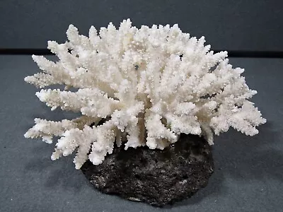 White Branch Coral Mounted On Lava Rock Beach Aquarium Decor - 8 Inches Wide • $37.50