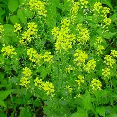 Mustard- Black (Brassica Nigra)- 100 Seeds  • $2.29