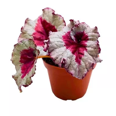 Harmony's Baby Dragon Heart 4 Inch Begonia Rex Pink Heart Shape Center White Spi • $24.99