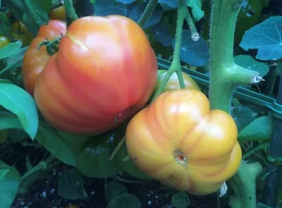 Oaxacan Jewel Tomato Seeds | Heirloom | Organic • £2