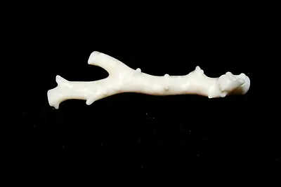 White Angel Skin Branch Coral Natural Piece Rough 35 Carat • $28