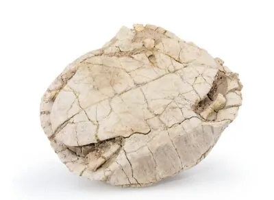 $1649 • Buy Large Fully Intact Fossil Turtle