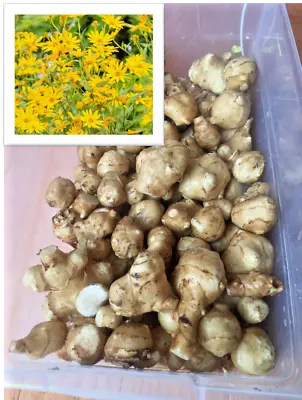 White Mammoth Organic Sunchoke / Jerusalem Artichoke - Helianthus Tuberosus • $49.95