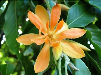 Michelia Champaca Magnolia Tree Shrub 10 Seeds Fragrant Perfume JOY • $4.50