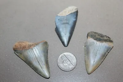 GREAT WHITE Fossils Giant Shark Teeth Ocean Natural NO Repair  LOT OF 3 TEETH • $50