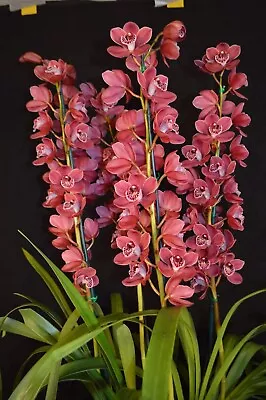 $40 • Buy Cymbidium Orchid - Lancashire Ruby 'Paradisia' - Near Flowering Size Plant