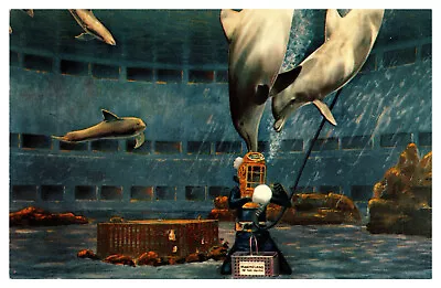 Los Angeles CA Marineland Of The Pacific Oceanarium Bottle Nosed Porpoises -A66 • $10.50