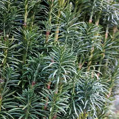 Plum Yew Fastigiata Conifer Plant Cephalotaxus Harringtonia Garden Plants 3L Pot • £43.98