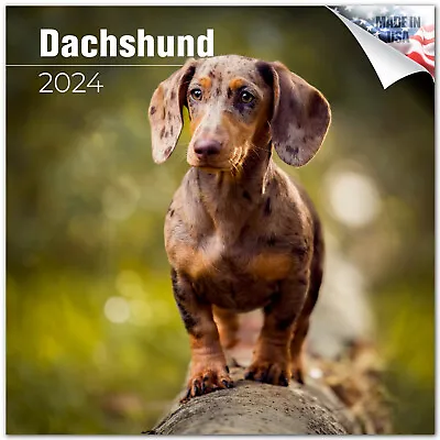 Dachshund Dog Breed Calendar 2024 FULL SIZE 12x24 Made In USA • £13.72