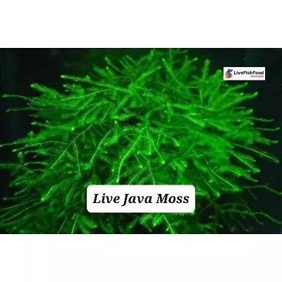 Live Java Moss • $12.99