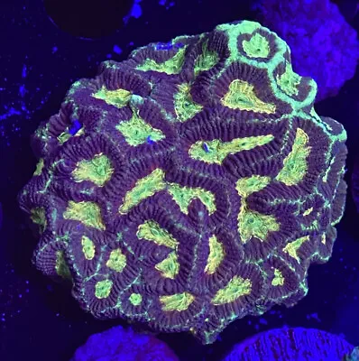 Live Coral Frag Absolutely Fish Naturals Shockwave Favia Lps WYSIWYG • $29.99