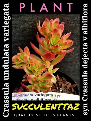 Crassula Undulata Variegata Syn Dejecta VARIEGATED Succulent Cactus Cacti Collec • $17