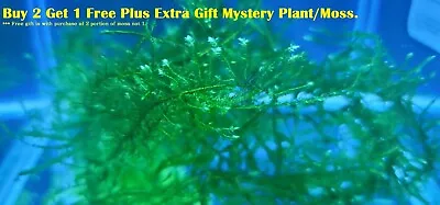 Christmas Moss Aquarium Moss/Plant BUY 2 GET 1 FREE Vesicularia Montagnei • $9.99